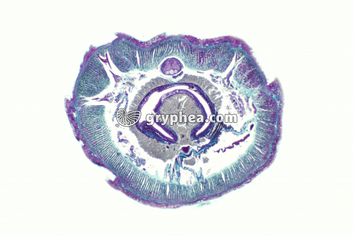 Lombric CT x10 - gryphea.org